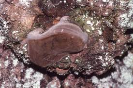 Attēlu rezultāti vaicājumam “Phellinus tremulae”