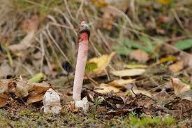 Attēlu rezultāti vaicājumam “Mutinus ravenelii”