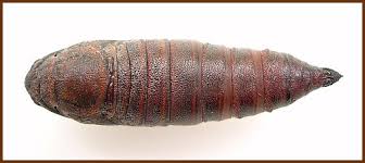 Attēlu rezultāti vaicājumam “Hemaris fuciformis”