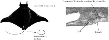 Image result for Mobula thurstoni