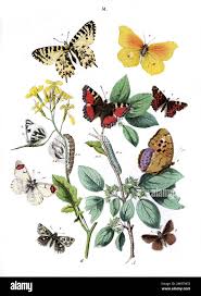 Attēlu rezultāti vaicājumam “Argynnis laodice female”