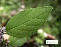 Attēlu rezultāti vaicājumam “Mentha x verticillata leaf”