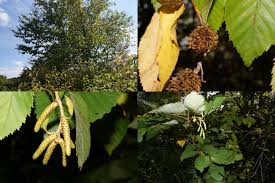 Attēlu rezultāti vaicājumam “Betula alleghaniensis”