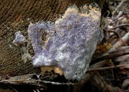 Attēlu rezultāti vaicājumam “Nectriopsis violacea”