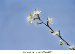 Attēlu rezultāti vaicājumam “Prunus domestica subsp. insitita”