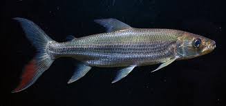 Image result for Goliath Tigerfish