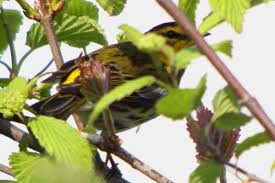 Image result for Dendroica tigrina