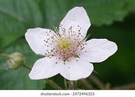 Attēlu rezultāti vaicājumam “Rubus plicatus flower”