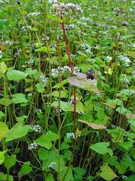 Attēlu rezultāti vaicājumam “Fagopyrum esculentum”