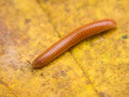 Attēlu rezultāti vaicājumam “Polyzonium germanicum”