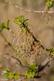 Attēlu rezultāti vaicājumam “Acer negundo female flower”