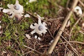 Attēlu rezultāti vaicājumam “Geastrum quadrifidum”