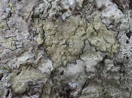 Attēlu rezultāti vaicājumam “Lecanora albella”