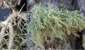 Attēlu rezultāti vaicājumam “Usnea hirta”