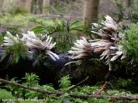 Attēlu rezultāti vaicājumam “Thelephora penicillata”