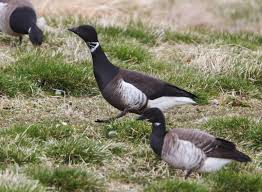 Attēlu rezultāti vaicājumam “Branta bernicla”