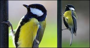 Attēlu rezultāti vaicājumam “Parus major male”