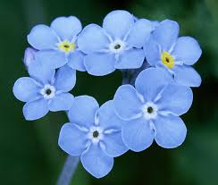 Attēlu rezultāti vaicājumam “Boraginaceae”