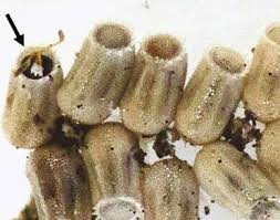 Attēlu rezultāti vaicājumam “Cribraria intricata spores”