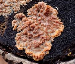 Attēlu rezultāti vaicājumam “Phlebia centrifuga”