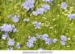 Image result for Zichorie