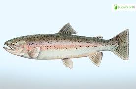 Image result for Oncorhynchus mykiss