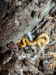 Attēlu rezultāti vaicājumam “Geophilidae”