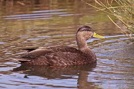 Image result for Anas rubripes