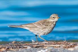 Image result for Anthus petrosus