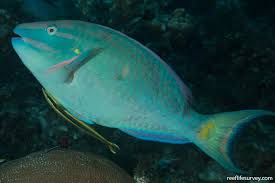 Image result for Sparisoma frondosum