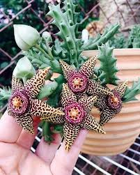 Attēlu rezultāti vaicājumam “Asclepiadaceae”