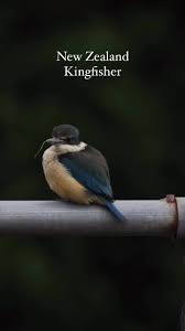 Image result for Kingfisher Twirling Team