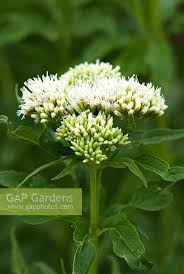 Attēlu rezultāti vaicājumam “Eupatorium cannabinum bud”