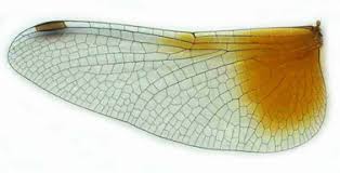 Attēlu rezultāti vaicājumam “Sympetrum sanguineum female”