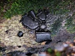 Attēlu rezultāti vaicājumam “Biscogniauxia marginata”