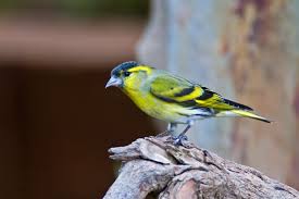 Attēlu rezultāti vaicājumam “Carduelis spinus”