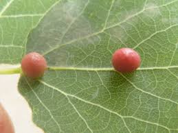 Attēlu rezultāti vaicājumam “Geocrypta galii larva”