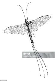 Attēlu rezultāti vaicājumam “Ephemera vulgata”