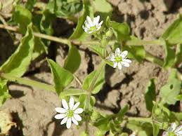 Attēlu rezultāti vaicājumam “Myosoton aquaticum”