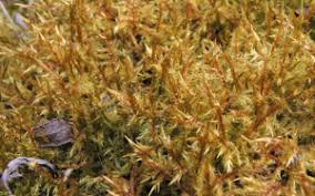 Attēlu rezultāti vaicājumam “Calliergonella cuspidata sporophyte”