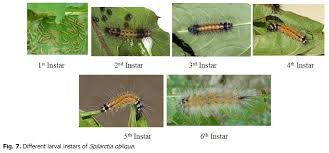 Attēlu rezultāti vaicājumam “Spilosoma lutea larva”