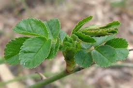 Attēlu rezultāti vaicājumam “Cribraria rubiginosa stalked”