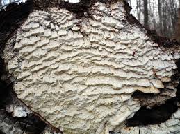 Attēlu rezultāti vaicājumam “Antrodia xantha”