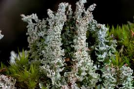 Attēlu rezultāti vaicājumam “Cladonia squamosa”