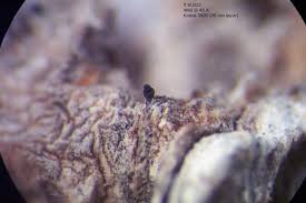 Attēlu rezultāti vaicājumam “Microcalicium disseminatum”