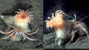 Image result for sea Anemone