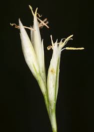 Attēlu rezultāti vaicājumam “Rhynchospora alba flower”