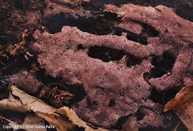 Attēlu rezultāti vaicājumam “Ceriporia excelsa”