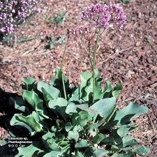 Attēlu rezultāti vaicājumam “Plumbaginaceae”
