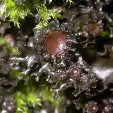 Attēlu rezultāti vaicājumam “Leptogium lichenoides”